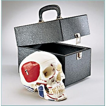 DENOYER-GEPPERT Anatomical Model, Prem Skull w/Painted & Labeled Muscles w/Case SK80PLC